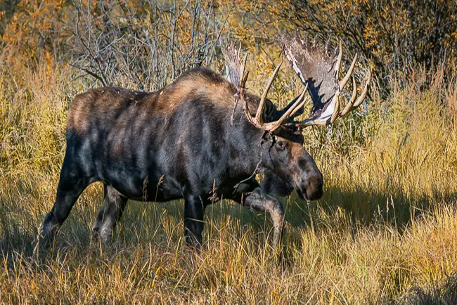 Bull Moose shedding velvet